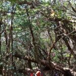 img 20191118 wa0520