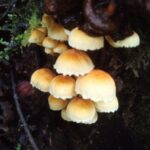 lawu 10 12 2022 (6)