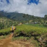 cikuray cihuy 2017 (11)