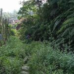 gunung gagak gak jadi (10)