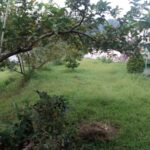 gunung gagak gak jadi (11)