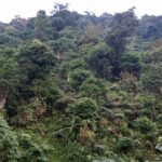 gunung gagak gak jadi (32)