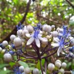 pangrango via putri ngecamp solo des 2023 (40)